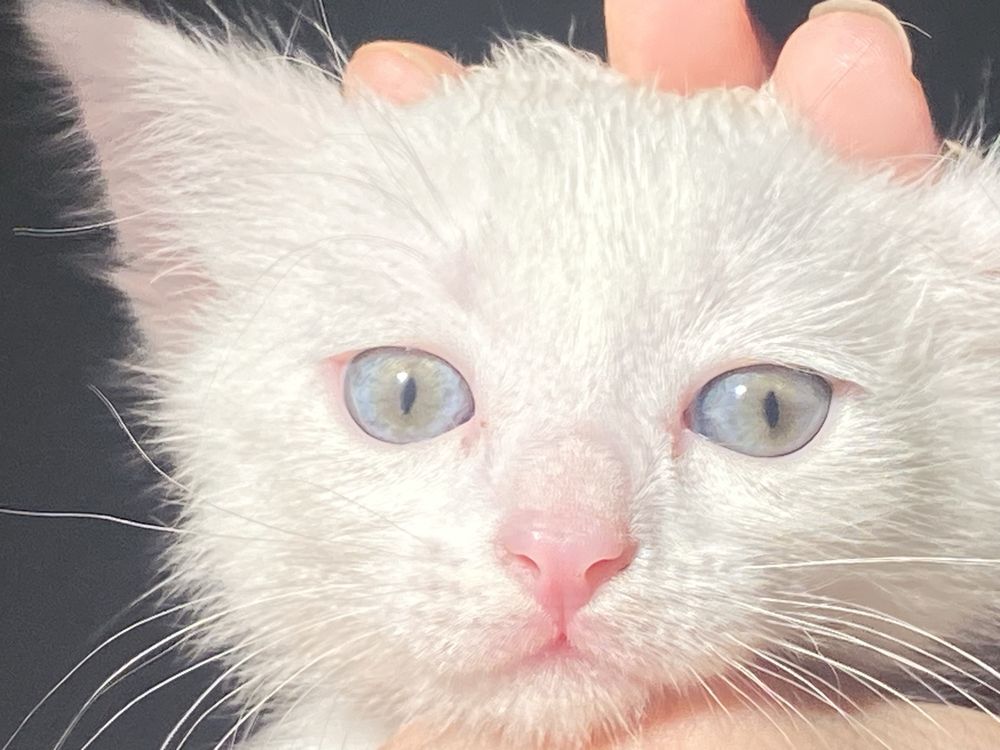 Продается котята
