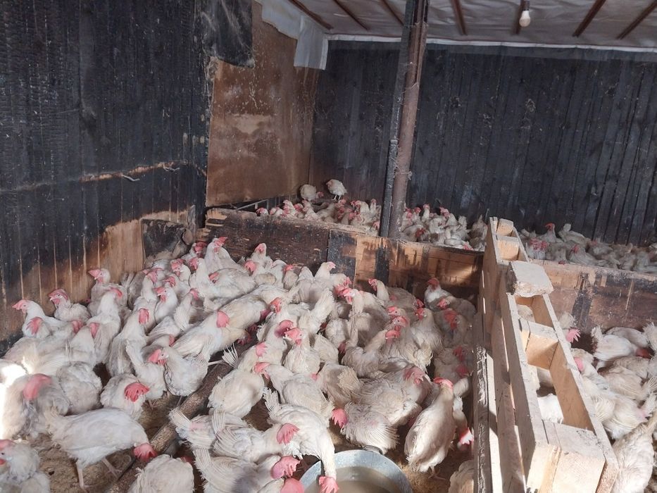 Куры несушки белые