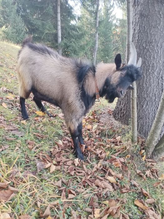 Vând țap de anul ăsta