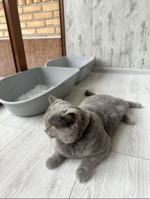 Mushuk sotiladi zoti skotish strayt 1 yosh