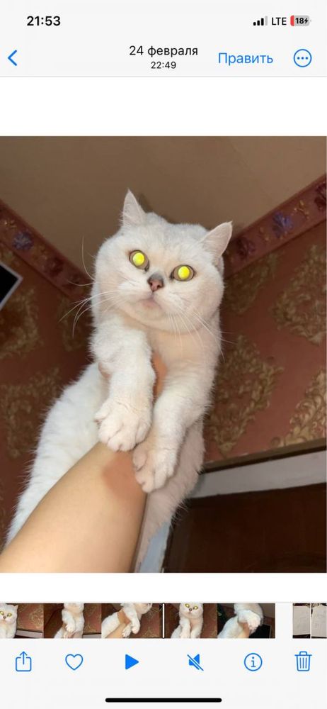 Liloviy Britan Mujik Vyazkaga optniy