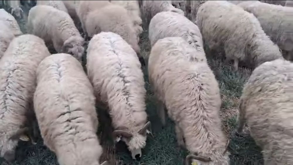 Vând oi in comuna pietrosani jud Teleorman