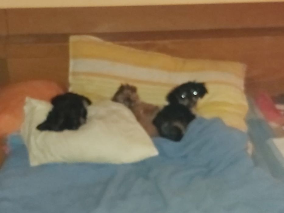 Donez căței pechinez,deparazitați,de 2 luni,doi băieți,și o fetiță.