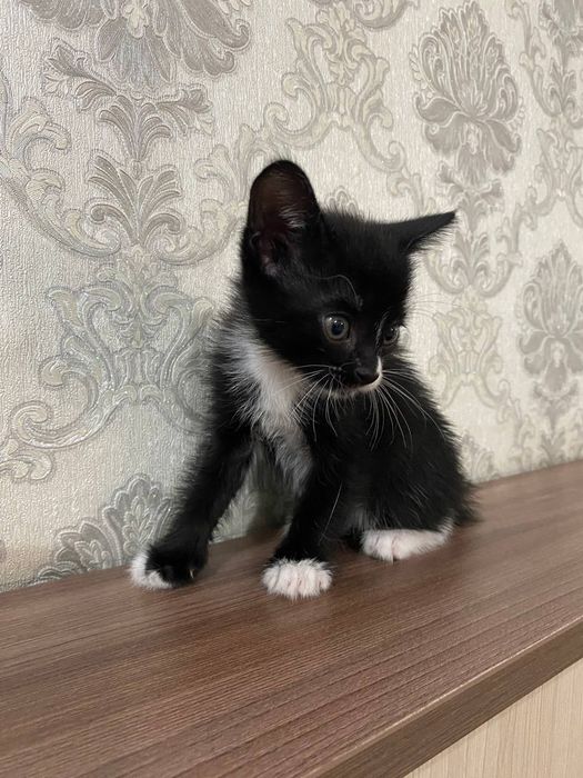 Отдам котенка в добрые и заботливые руки