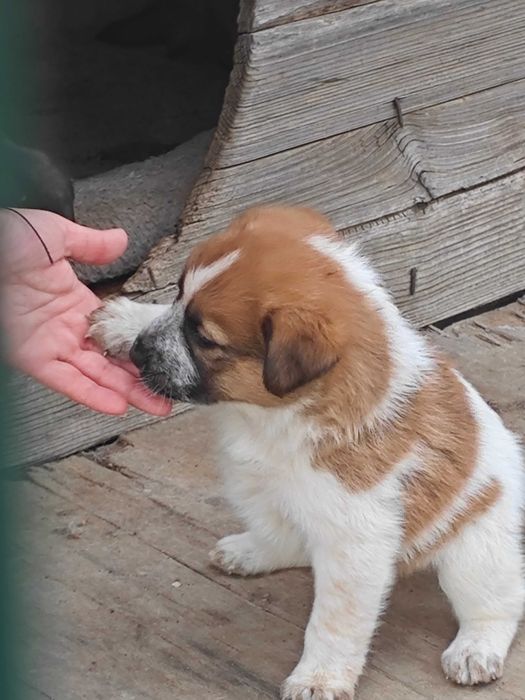 Подарявам бебета кученца