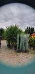 Plante ornamentale calitate extra