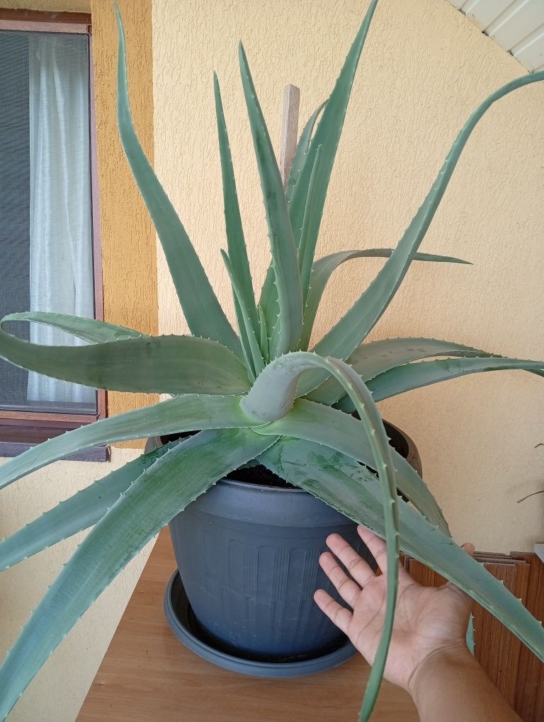Plantă aloe vera