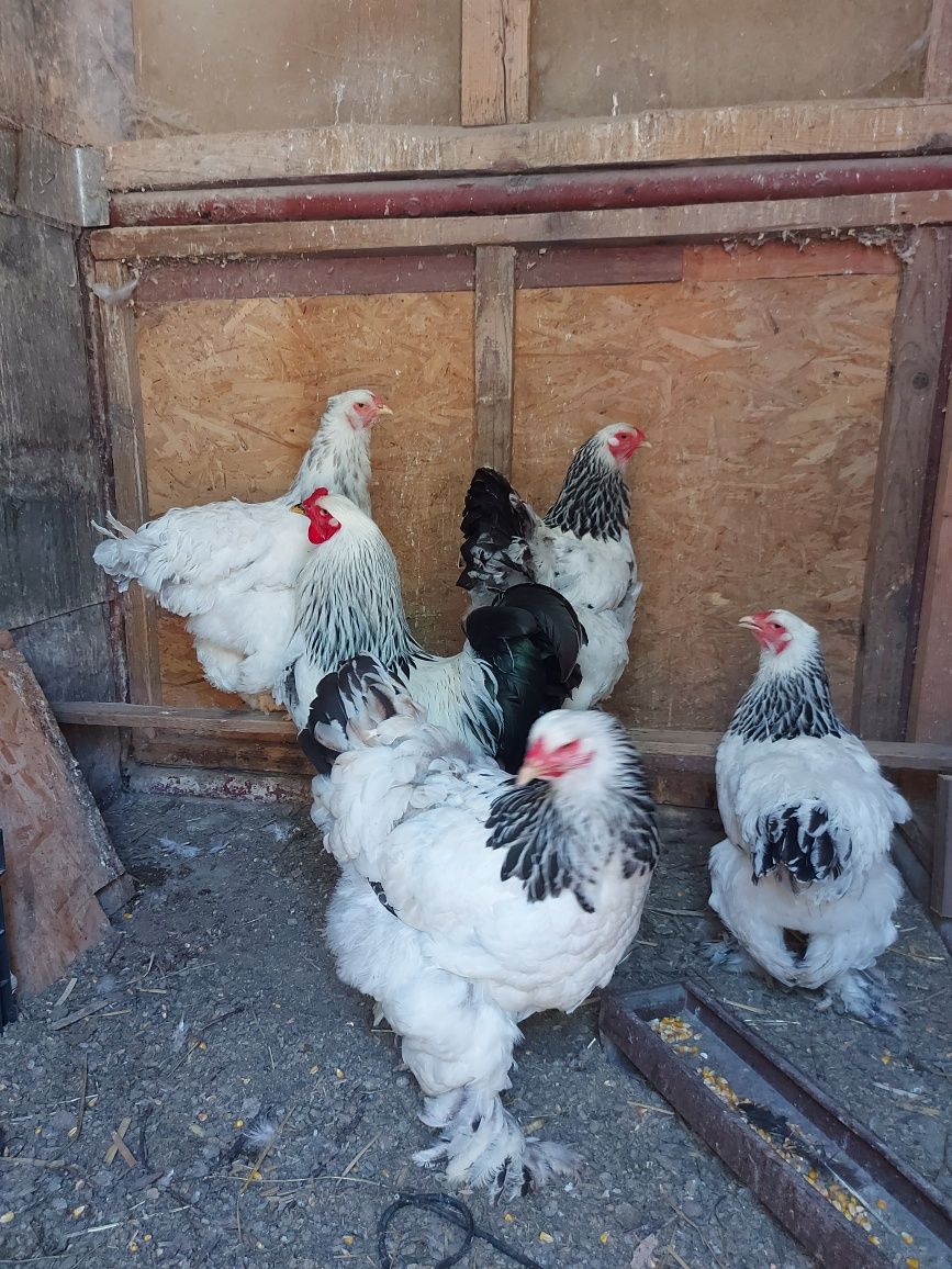 Gaini brahma herminat deschis