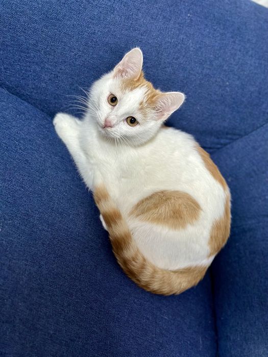 Motanel pentru adoptie