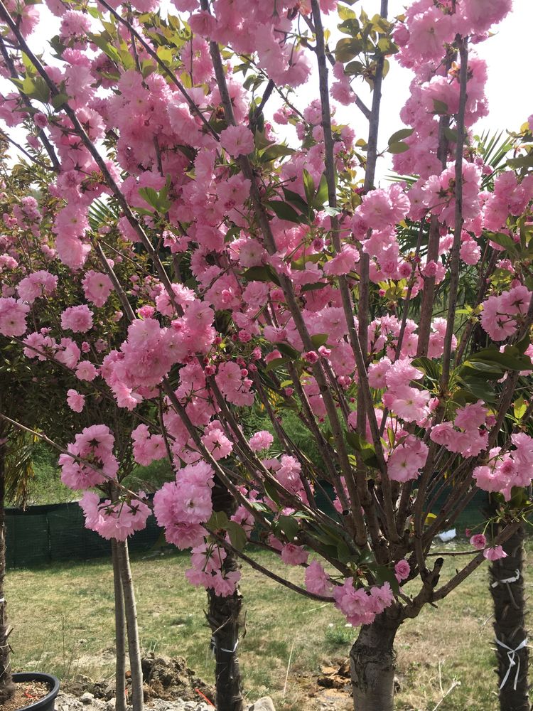 Cires Japonez (Burgundy / Sakura )