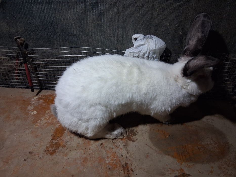 Femela urias de Transilvania