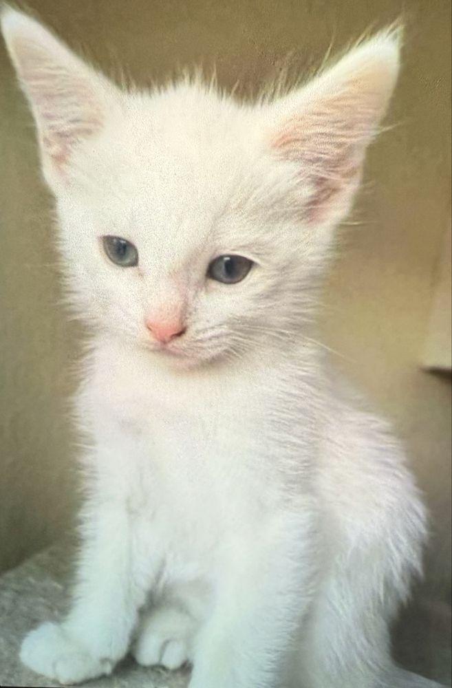 Ragdoll baietel 300 lei