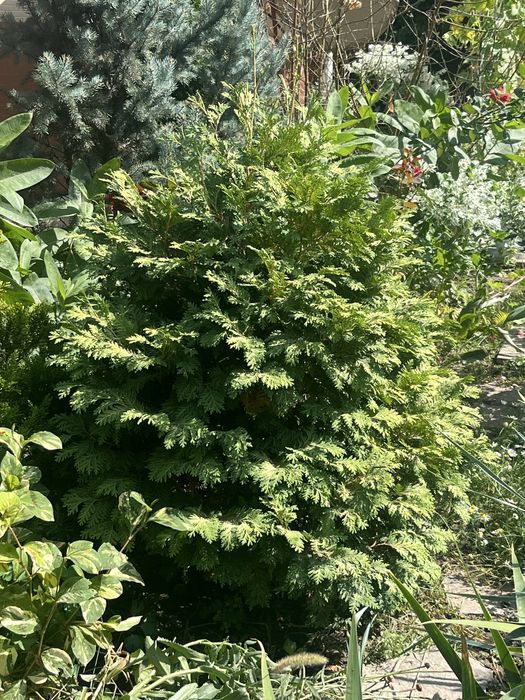 Елки 1 метр 10 см