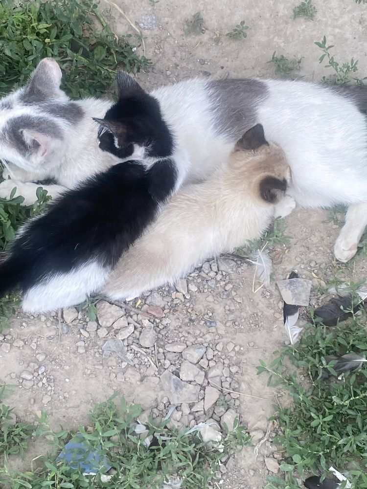 Отдам котят крысоловов