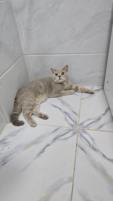 Продается чистокровный британский кот (7+ месяцев)