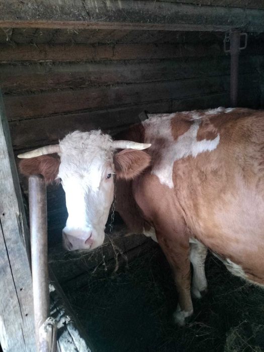 Vand vaca baltata romaneasca