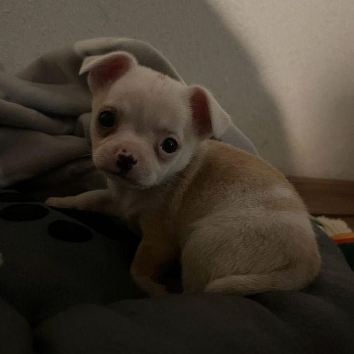 Продава се бебе мини чихуахуа на 7 седмици с втора ваксина