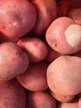 Продам  домашний картофель