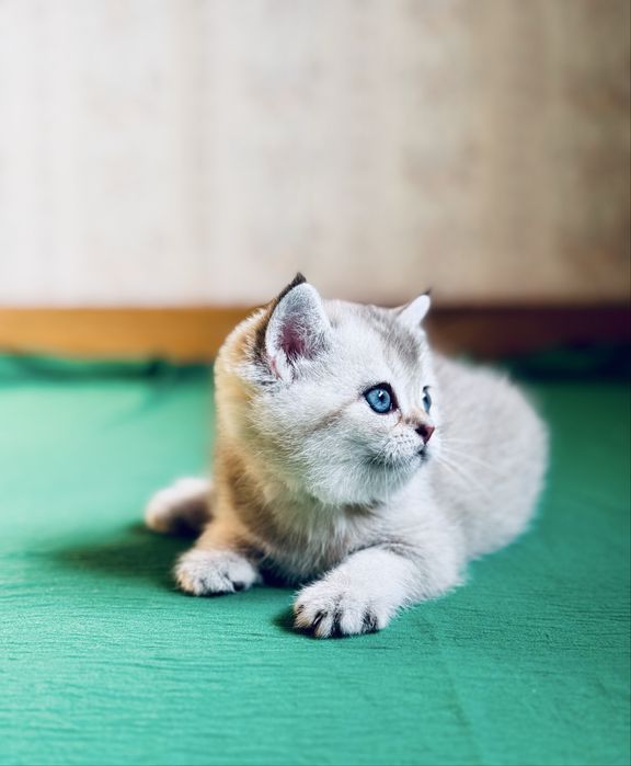 Серебристая шиншилла.