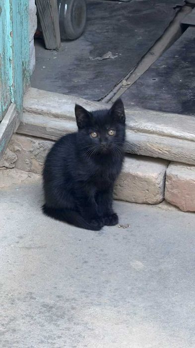 Котята ищут теплый дом