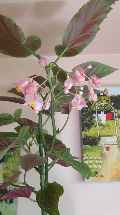 Бегония коралловая.Фиалки Хлорофитум.Маранта. Суккуленты.