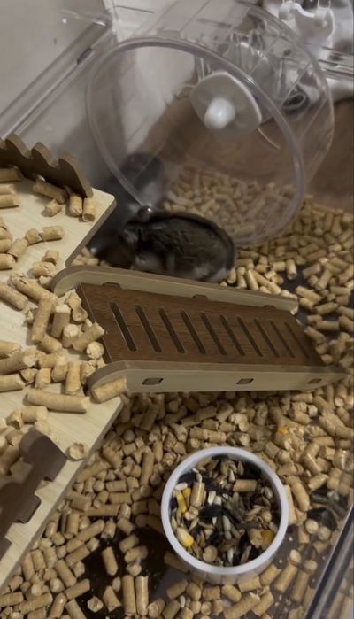 Продам хомяков с домиком