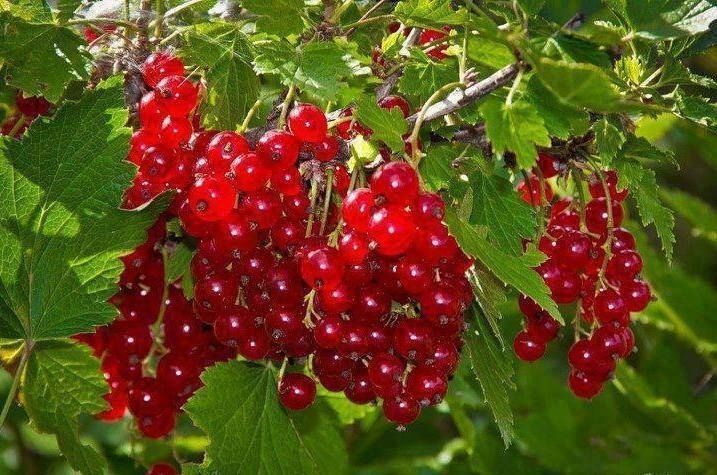 Arbuști Fructiferi (Coacăz Roșu)