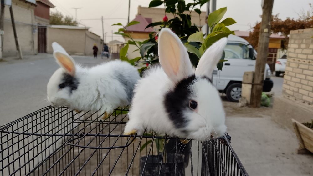 Parodali quyonlar pandacha