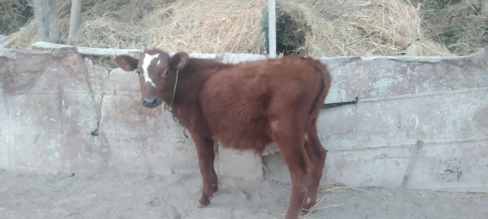 Sifatli paroda Buqacha sotiladi