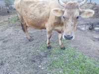 Продам корову Алатауская породы Корове 6 лет