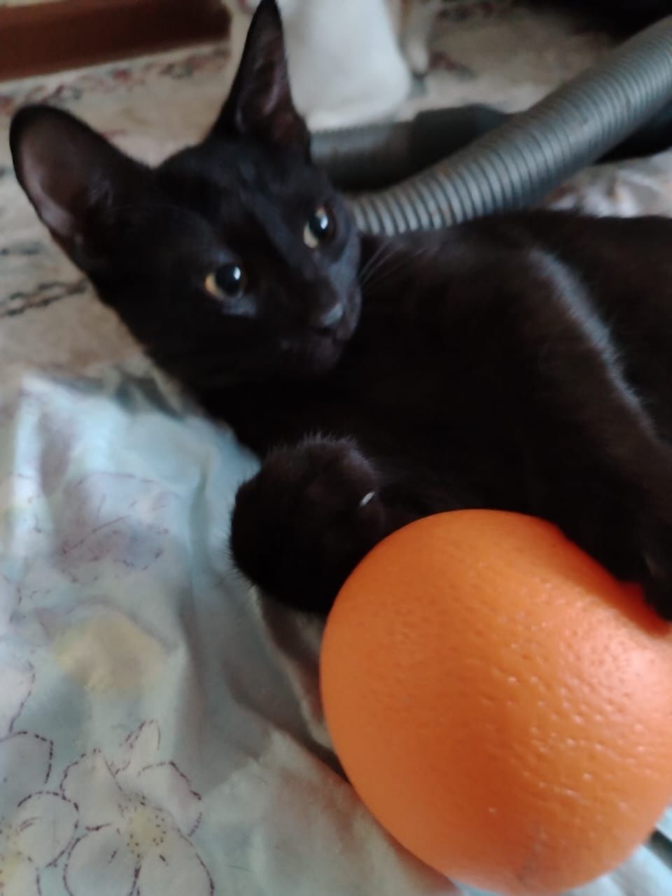 Котёнок ищет семью
