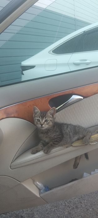 Котик в хорошие руки домашний