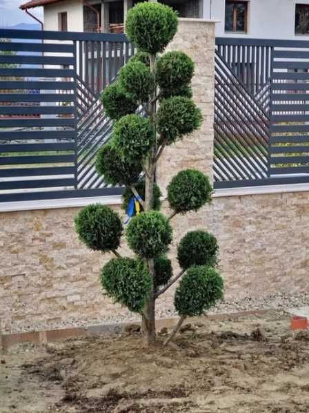 Plante ornamentale , Maslini , PonPon . Larice, Pini