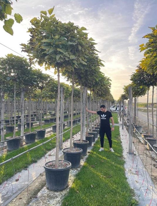 Copaci / Tei / Mesteacan / Platan / Brazi