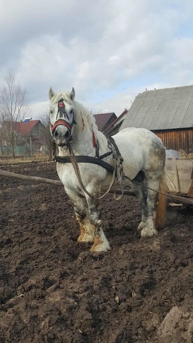 Armăsar  10 ani blând