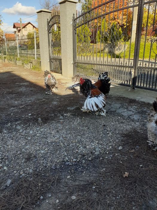 Ouă brahma porțelan