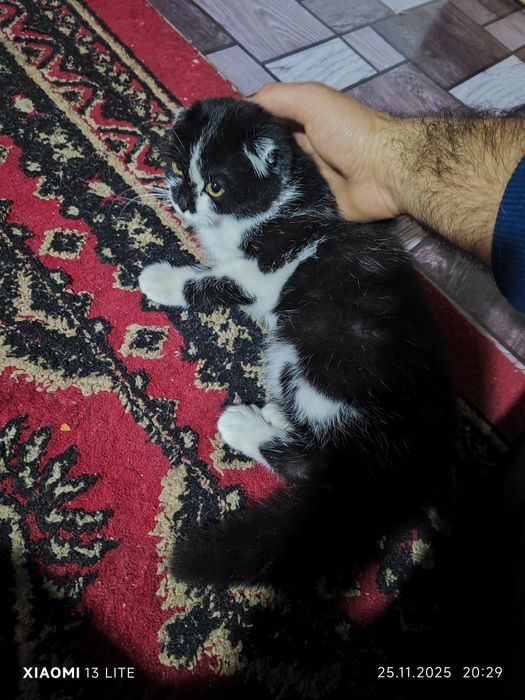 Ckoʻtish Foʻld oʻgʻil bola sotlad