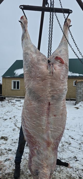 Продам соғым конина