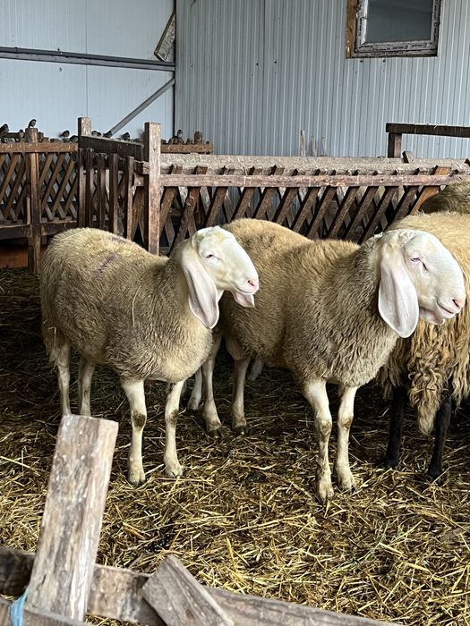 Vand berbeci bergamasca