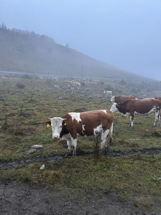Vând tauraș ……..