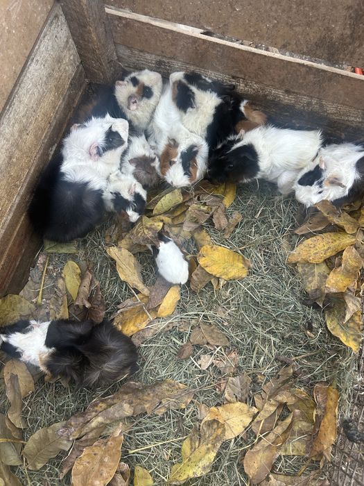 Vand porcusori de guineea