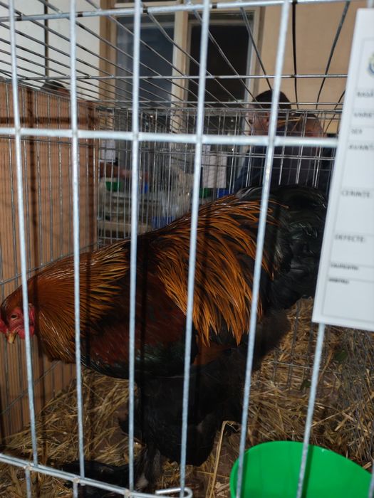 Vând doi cocosi brahma potarnichiu 2025