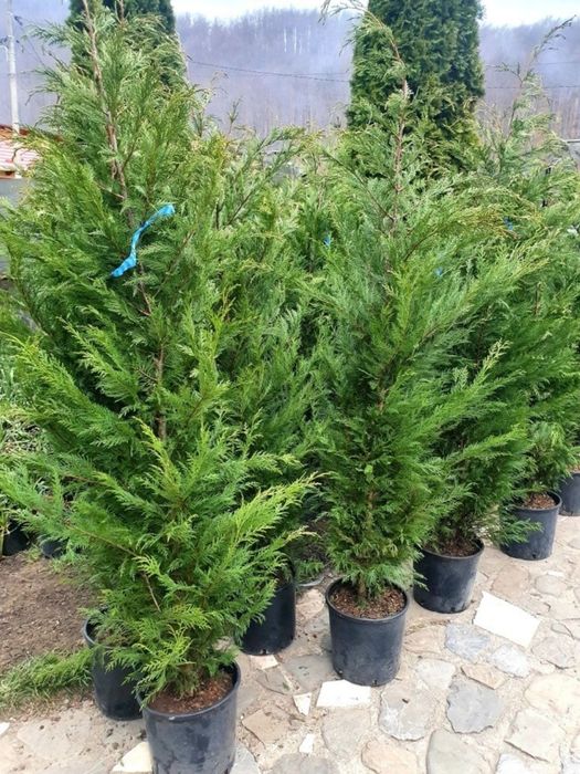 Tuia smaragd leylandii columna spirale pon mesteacăn tei arțar