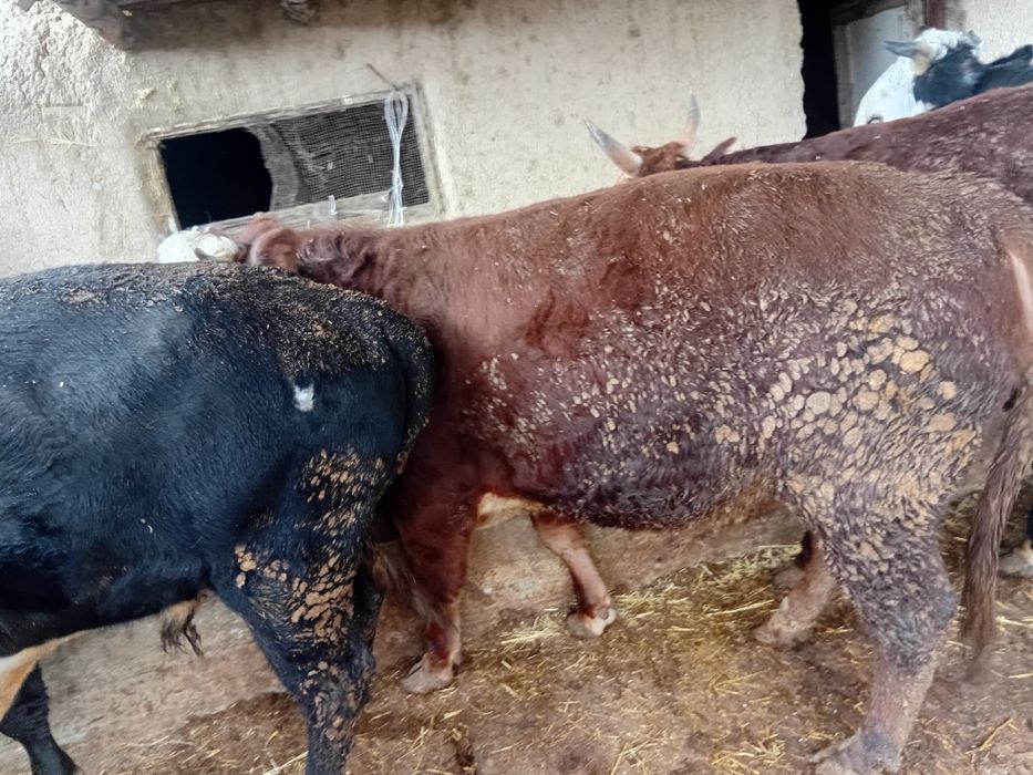 Быки по 1 годику и 1 месяцу очень здоровые