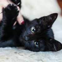 Черный котик в хорошие руки