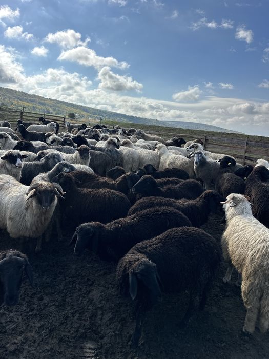 Vand 230de oi si 10berbeci