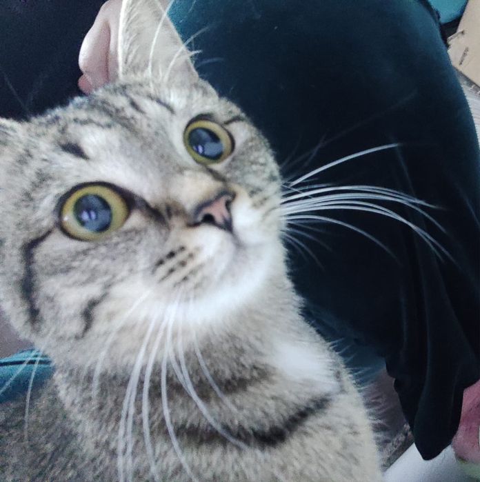 Отдам котенка в хорошие руки