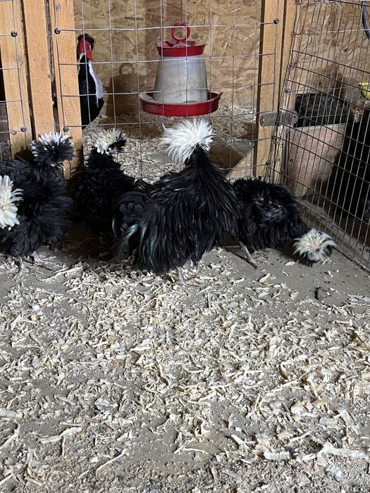 Vand familie de Motata Olamdeza