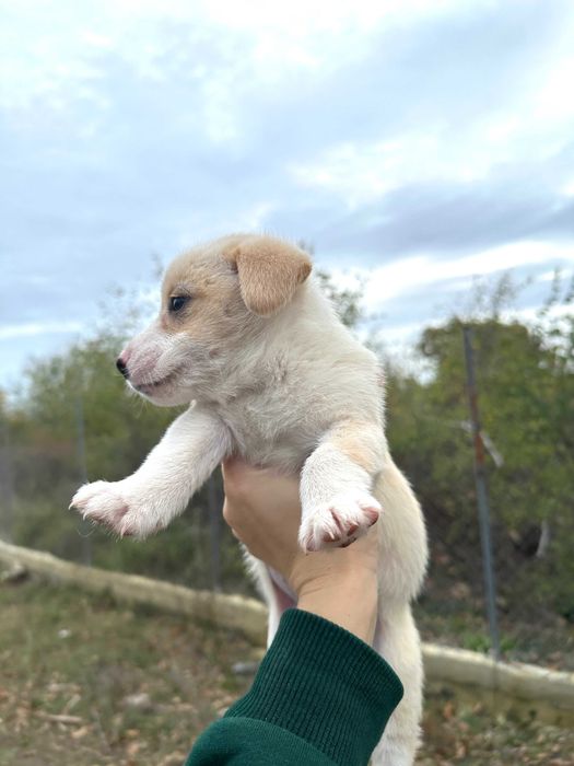 Подарявам Бели кученца Малка порода