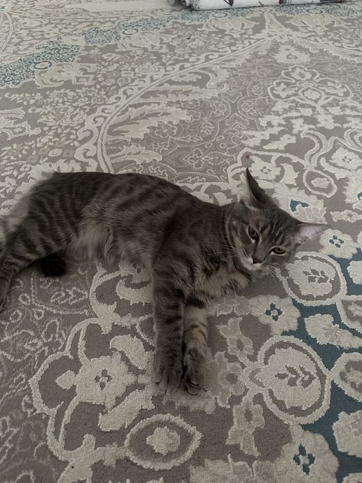 Котёнок 7 месяцев